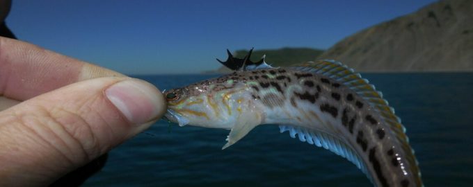 морской дракон