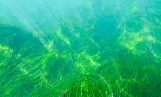 хлорелла