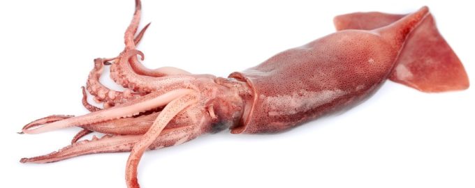 большой кальмар