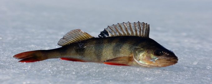 окунь