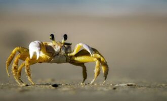 чем отличается краб от своих сородичей