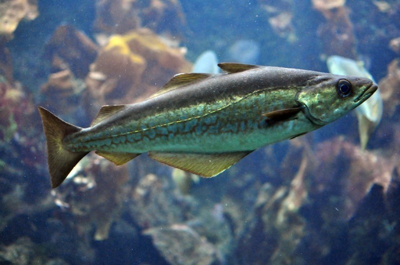 морская рыба минтай 