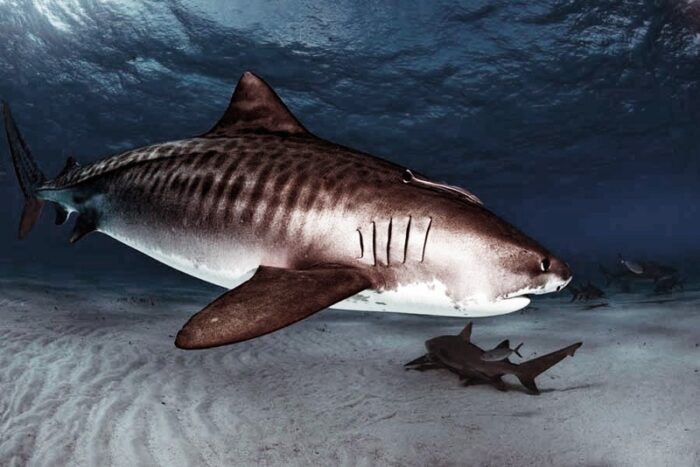 тигровая акула