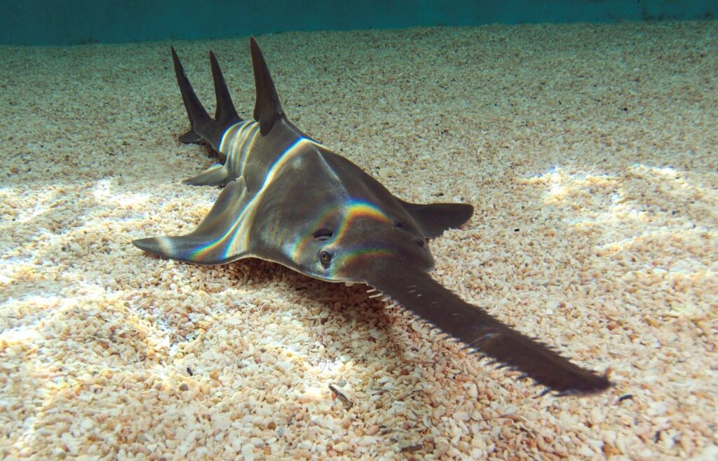 рыба пила на морском дне