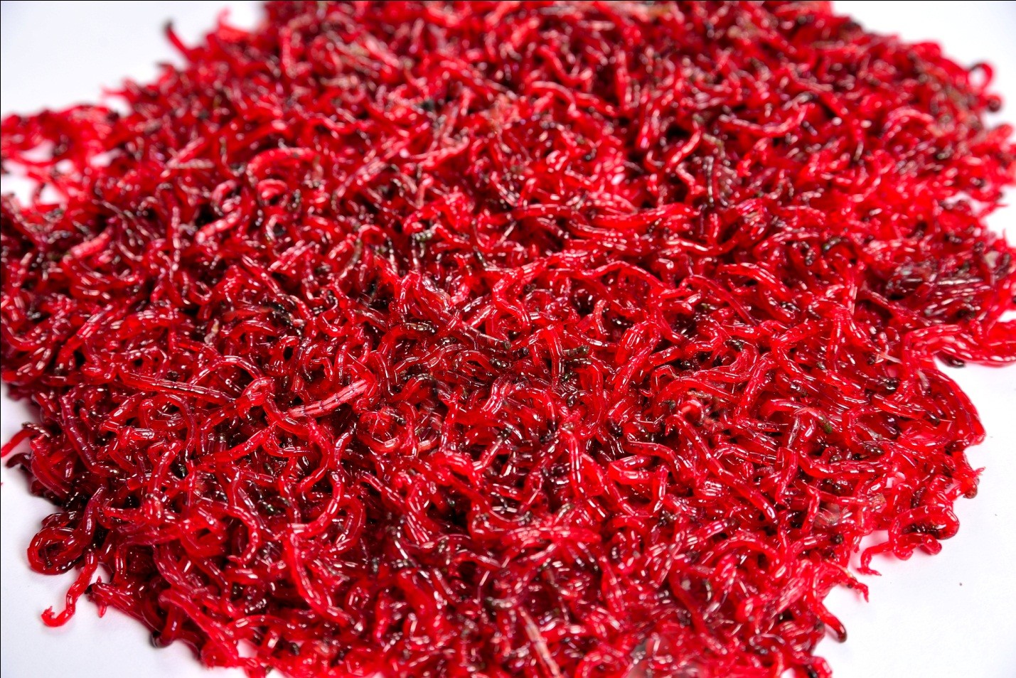 молыль 