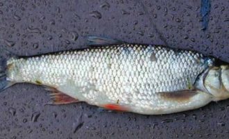 булус