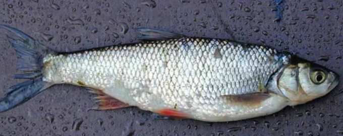 булус