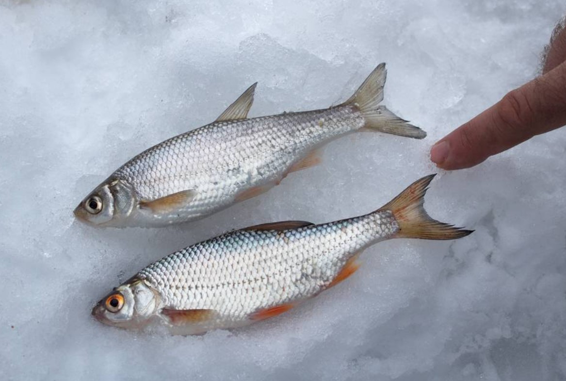 булус 