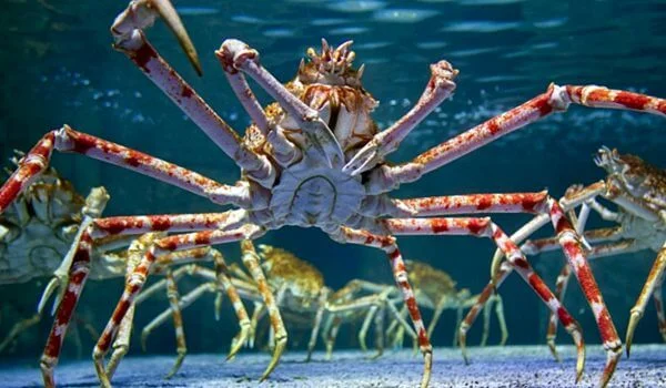 Фото: Японский краб паук
